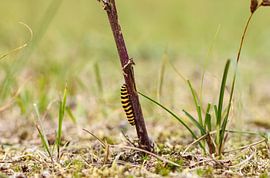 Une chenille zébrée grimpe sur une branche sur Brenda van Rooijen