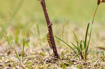 Une chenille zébrée grimpe sur une branche