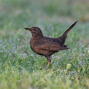 Merle (Turdus merula), femelle merle dans une prairie couverte de rosée avec une proie dans son bec,