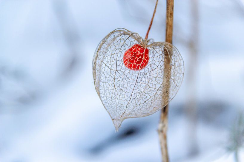 Chinese lantern by Kees Korbee