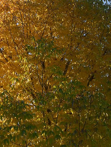 Herfstkleur van een inlandse es.