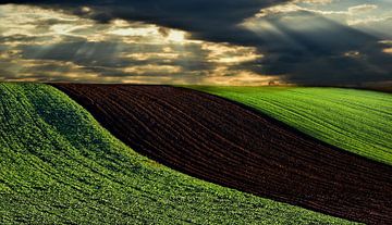 Fields by Ilija Stanusic