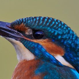 Kingfisher - Portrait by IJsvogels.nl - Corné van Oosterhout