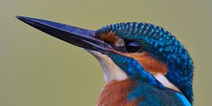 Eisvogel - Porträt