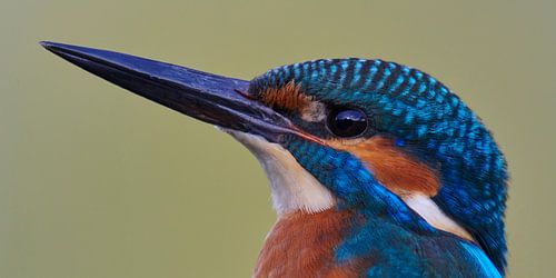 IJsvogel - Portret