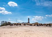 Strand von Warnemünde an der Ostsee von Animaflora PicsStock Miniaturansicht