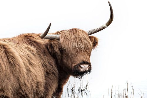 schotse hooglander kleur