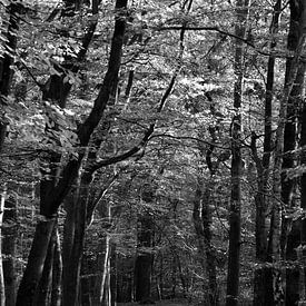 Un chemin à travers une forêt de hêtres en noir et blanc sur Gerard de Zwaan