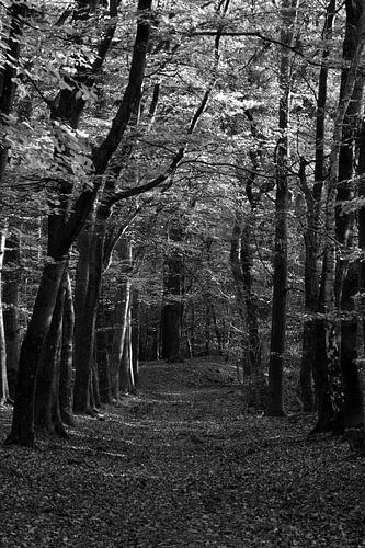 Un chemin à travers une forêt de hêtres en noir et blanc