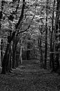 Een pad door een beukenbos in zwart-wit van Gerard de Zwaan thumbnail