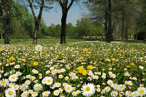 Feld mit Gänseblümchen
