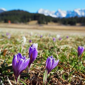 Frühlingszauber am Geroldsee – zarte Krokusblüten, ruhiges Wasser und beeindruckende Bergkulisse. Ein romantisches Alpenmotiv voller Farbe und Ruhe. von Miriam Schwarzfischer Fotografie