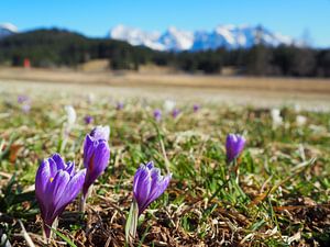 Frühlingszauber am Geroldsee – zarte Krokusblüten, ruhiges Wasser und beeindruckende Bergkulisse. Ein romantisches Alpenmotiv voller Farbe und Ruhe.