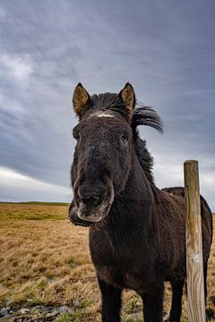 IJslands paard in IJsland van Patrick Groß