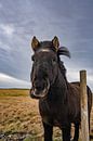 Icelandic horse in Iceland by Patrick Groß thumbnail