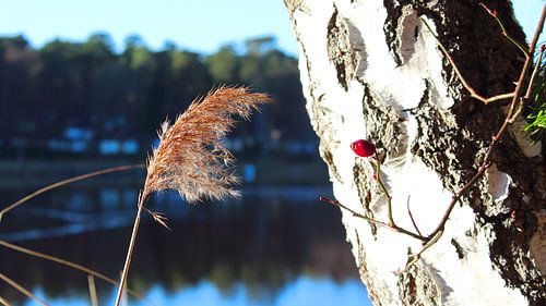 Le roseau au bord de l'eau