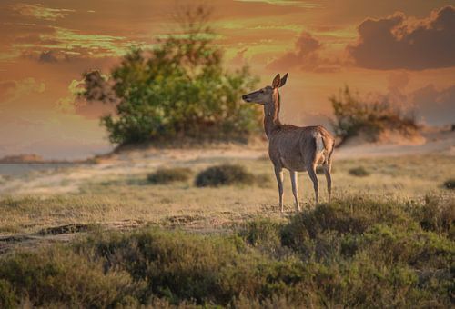 Hinde genietend van de laatste zonnestralen