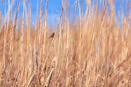 Blaukehlchen im Schilf