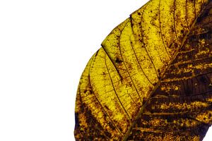 Buntes Herbstlaub auf weißem Hintergrund