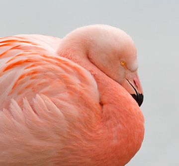 Flamingo portret by Menno Schaefer