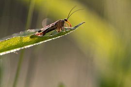 Sehen Sie genau hin, aber es ist wirklich ein Schmetterling