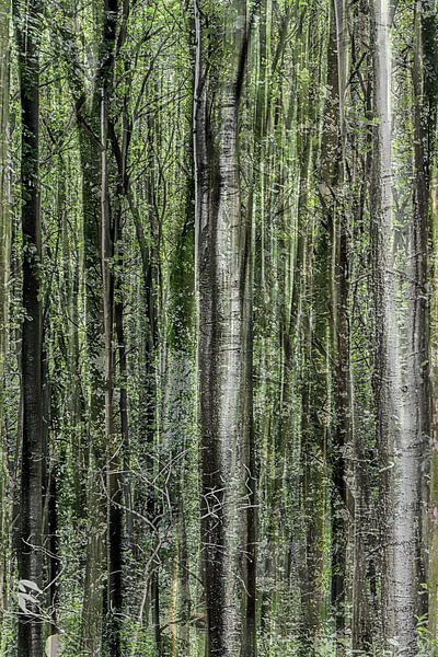 trees colour 2 by appie bonis