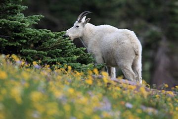 Snow goat (Oreamnos americanus), Glacier National Park, Montana, Rocky Mountains,USA by Frank Fichtmüller