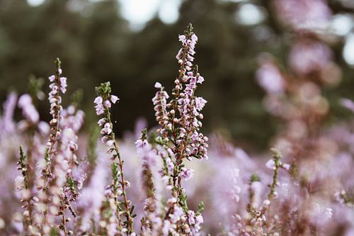 Heather Close Up