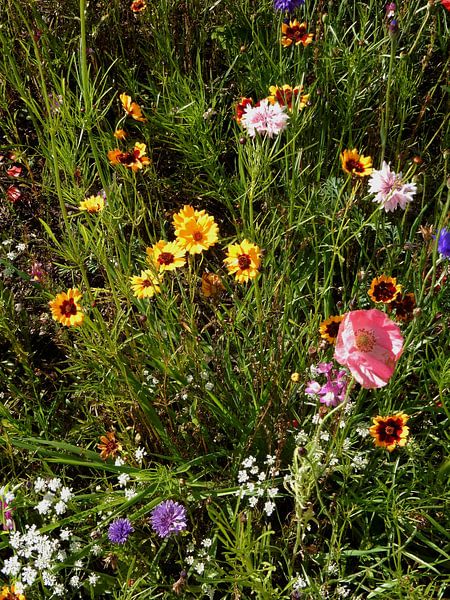 English Cottage Garden Flowers 7 by Dorothy Berry-Lound