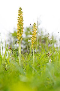 Man orchid - Orchis anthropophora