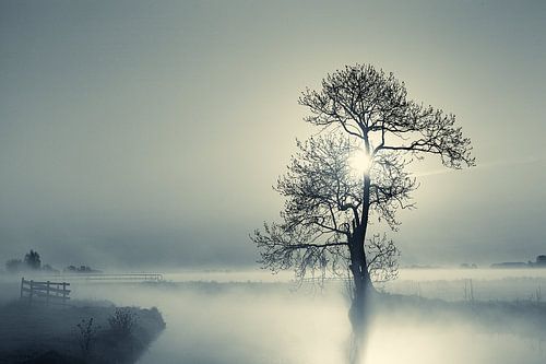 Misty morning