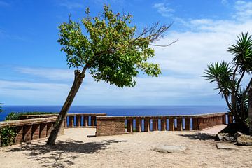 Arbre penché sur la côte