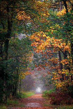 Morning in the Mastbos, Breda by I Love Breda
