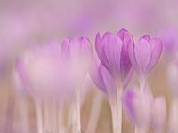 Krokussen in de wolken..