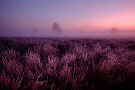 Ermelose Heide by Eddy Westdijk