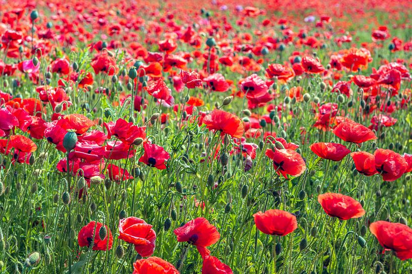 Mohnblumen blühen im Frühling von Ruud Morijn