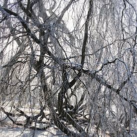 Hêtre pleureur à Bad Neustadt en hiver sur Martin Flechsig
