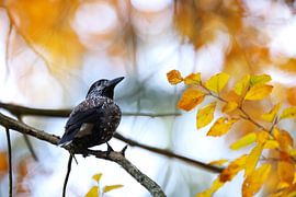 Spotted Nutcracker, Eurasian nutcracker (Nucifraga caryocatactes by Frank Fichtmüller
