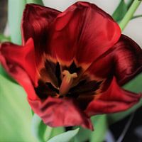 Zijde tulp