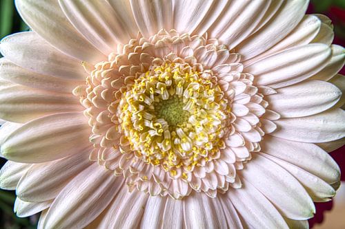 Romantisch fluweelzacht