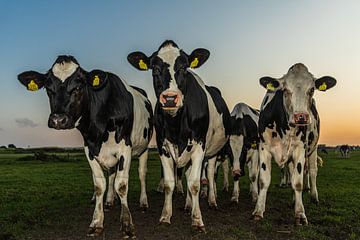 Curious cows by Karin Riethoven