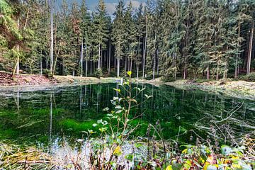 natuurbomen water zon van Johnny Flash