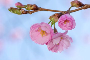 Macrofoto van roze kersenbloesems van een sierkersenboom