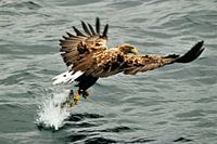 zee-arend vangt zalm