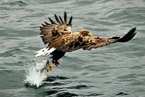 un aigle de mer attrape un saumon sur eddy Peelman