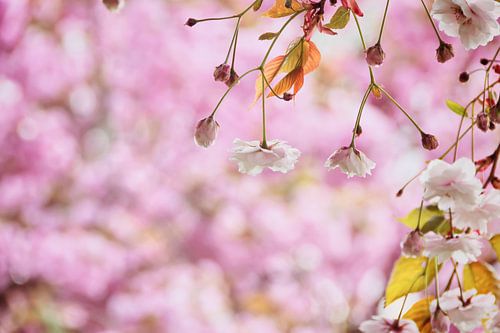 Romantische witte bloesem in het roze