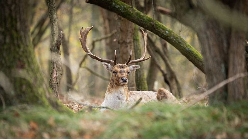 Damhert by Ger vd Broek natuurfotografie