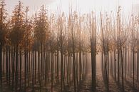 sonniger Nebel zwischen den Schösslingen von Tania Perneel Miniaturansicht