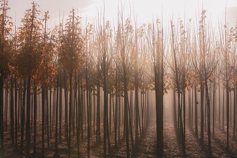 sonniger Nebel zwischen den Schösslingen von Tania Perneel