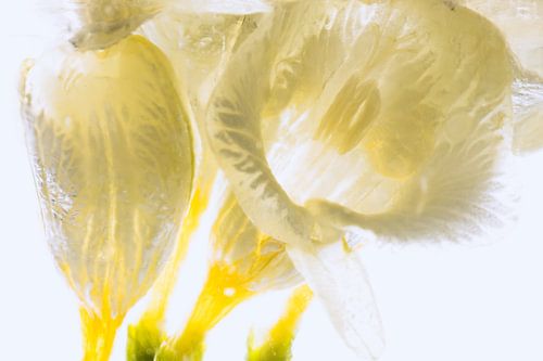 Freesias clairs dans la glace 3